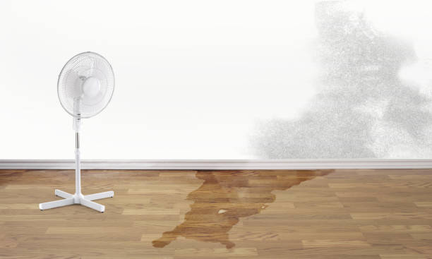 Best Professional water damage repair  in Highlands, CA